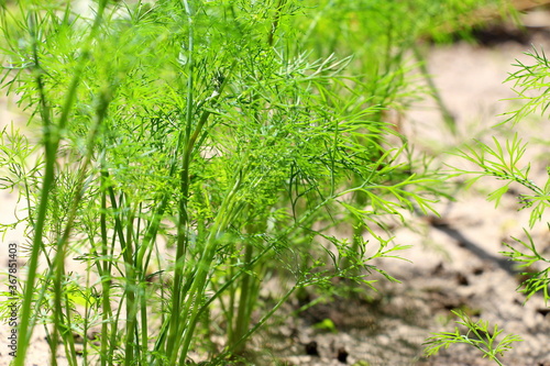 Green dill. Fresh healthy herbs grow in the garden in the village