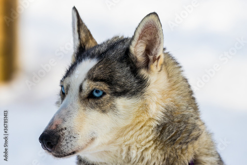Husky Dog - Finnish Lapland © Aimeric D. Photo