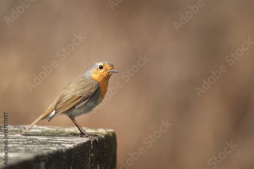Robin waiting to be served © Magnus