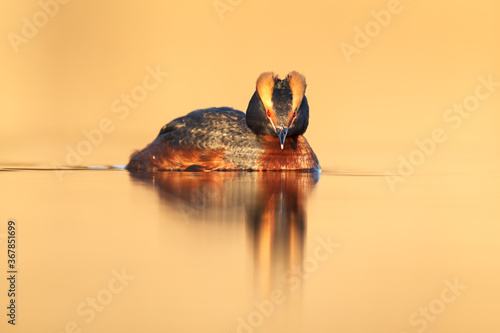 Smooth sailing, Slavonian grebe in golden setting photo