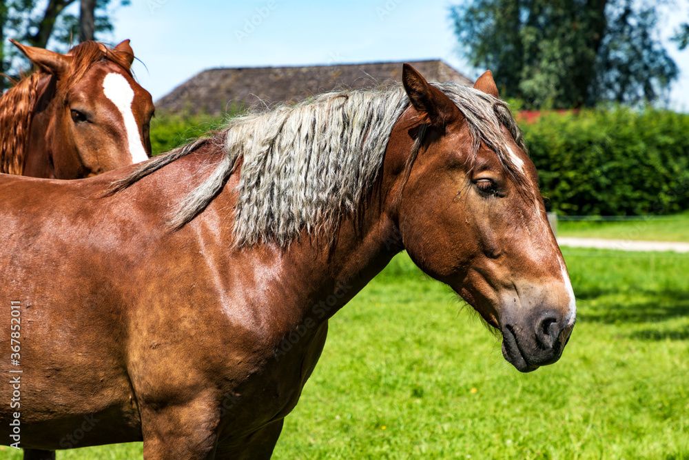 Naklejka premium Pferde auf einer Koppel am Chiemsee, Fraueninsel.