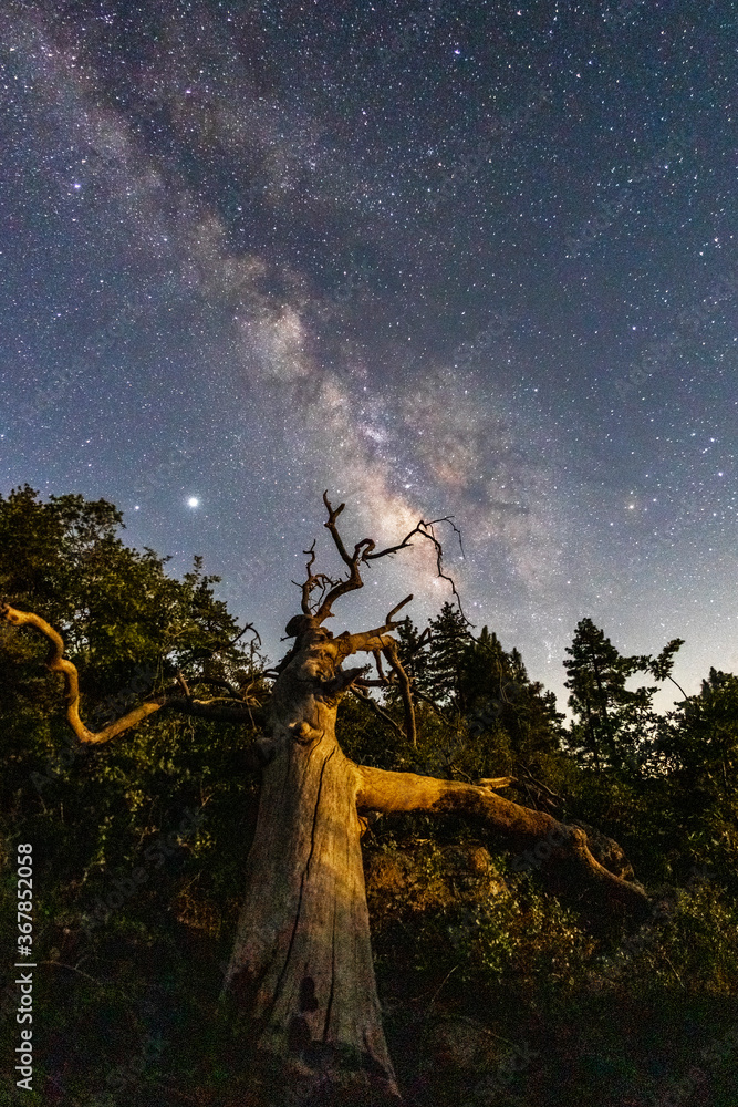 Naklejka premium Milky Way galaxy and pine trees in the Cleveland National Forest / Mount Laguna, California