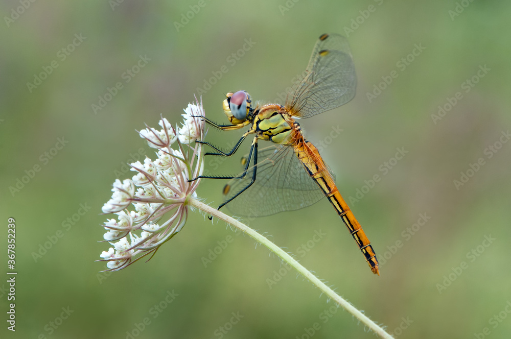 The dragonfly with spread wings sits on a white wild flower early in the morning The dragonfly with spread wings sits on a white wild flower early in the morning