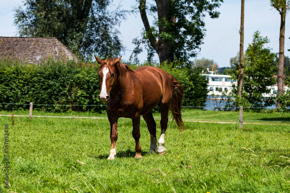 Pferd auf einer Koppel, Fraueninsel am Chiemsee. Pferd auf einer Koppel, Fraueninsel am Chiemsee.