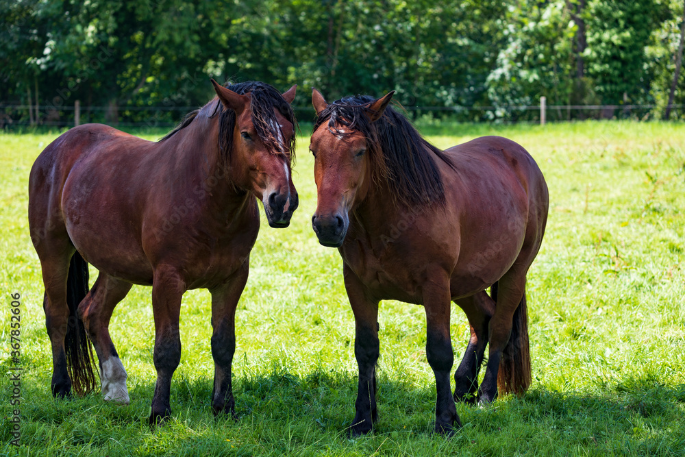 Fototapeta premium Pferde auf einer Koppel.