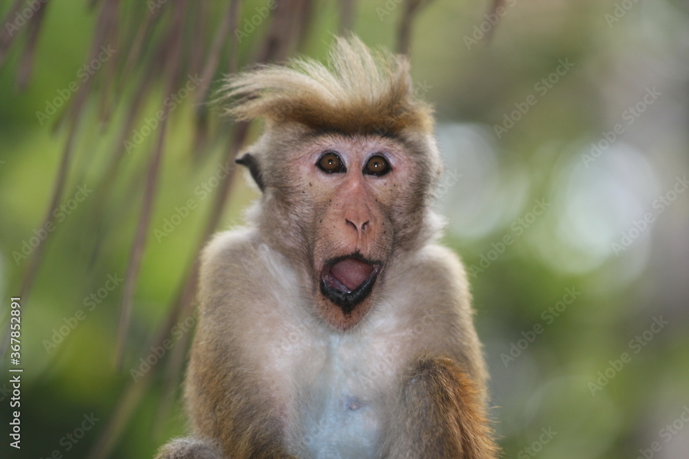 Funny monkey Funny monkey