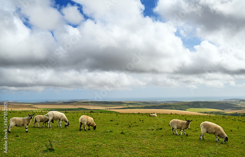 South Downs National Park, Sussex, UK near Firle Beacon. Sheep with views over the coast and English Channel seen from the South Downs Way. The South Downs Way is a national trail popular with walkers