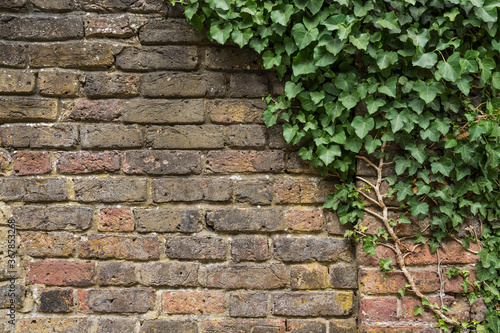 old brick wall with ivy