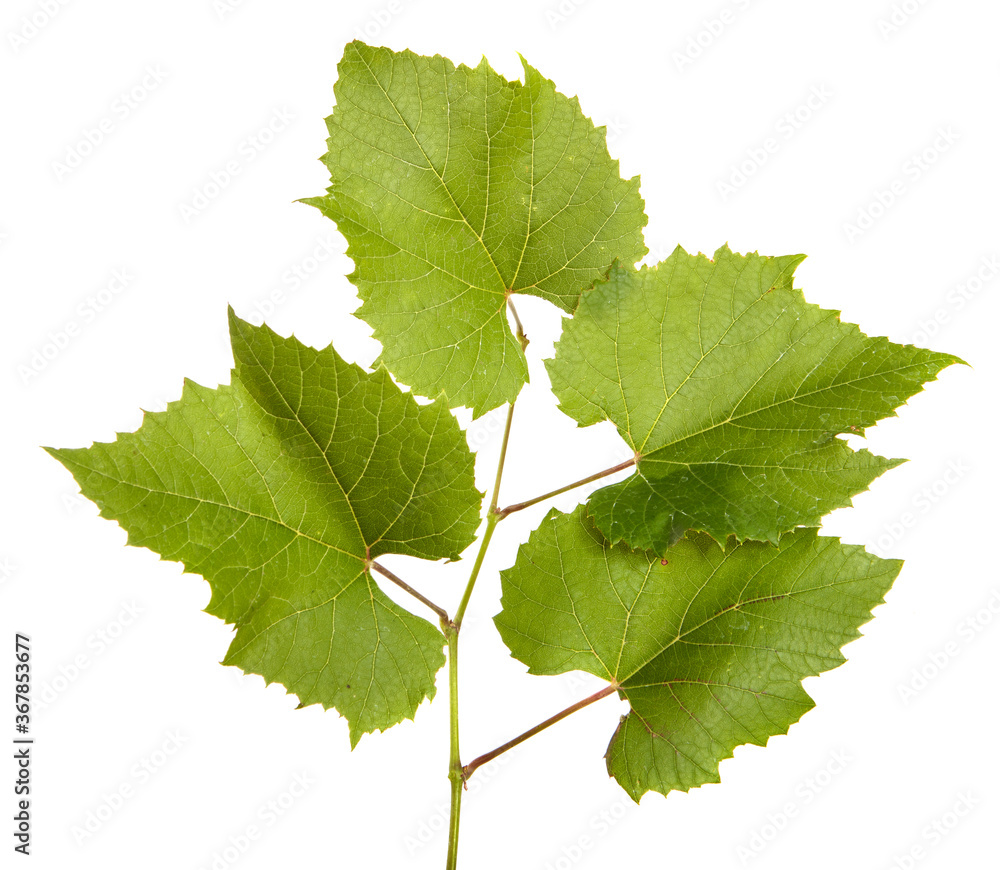 green vine leaves on white background green vine leaves on white background