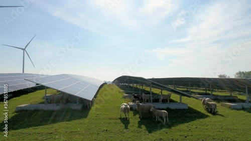 SLO MO AERIAL WS Flock of sheep in field with solar panels and wind turbines / Geldermalsen, Gelderland, Netherlands