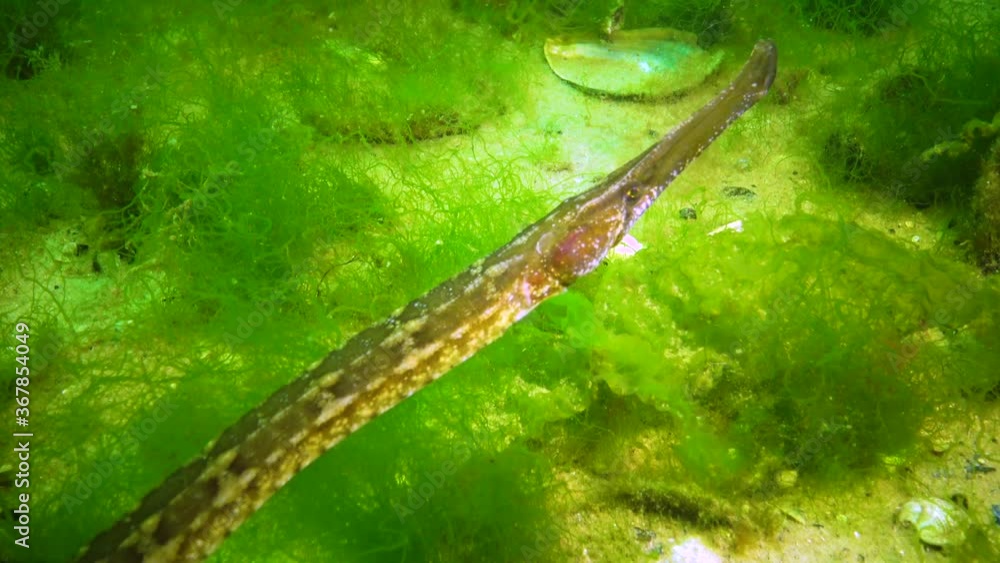 Wide-nosed pipefish (Syngnathus variegatus), Red Book Ukraine, Black Sea Wide-nosed pipefish (Syngnathus variegatus), Red Book Ukraine, Black Sea