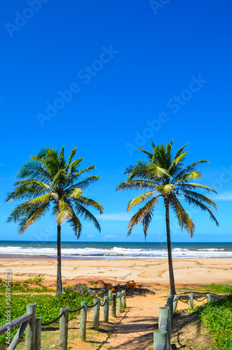 Fototapeta Naklejka Na Ścianę i Meble -  palm trees on the beach Brazil