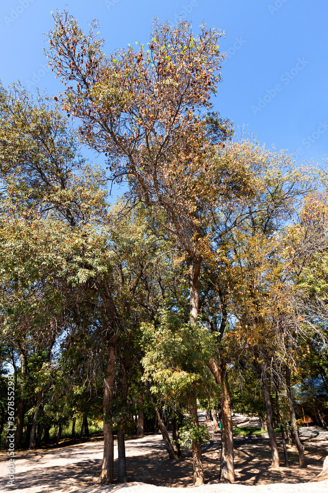Ash Tree Groves in Kazakhstan