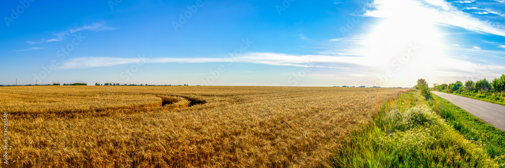 Panorama field of Golden wheat, sun and road at blue sky background