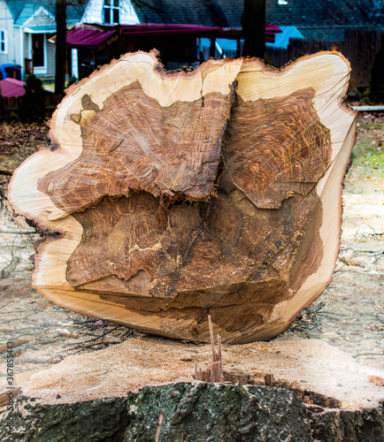 tree cut view fresh larg diameter oak