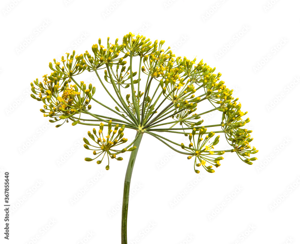 Fototapeta premium flowering branch of dill on a white background