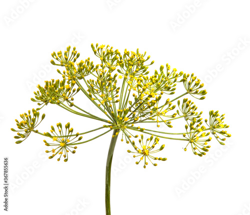 flowering branch of dill on a white background