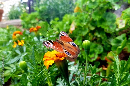 European peacock butterfly - Aglais io photo