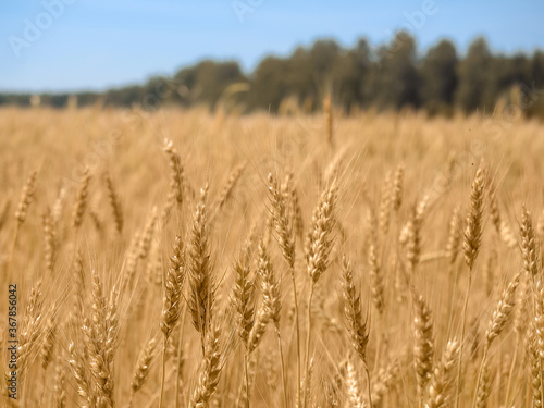 golden wheat field and sunny day