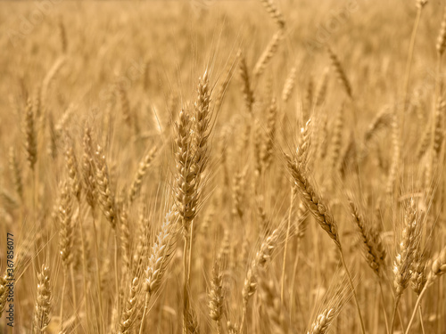golden wheat field and sunny day. close-up © MIKHAIL