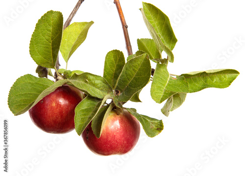 ripe juicy apples on a branch on a white background