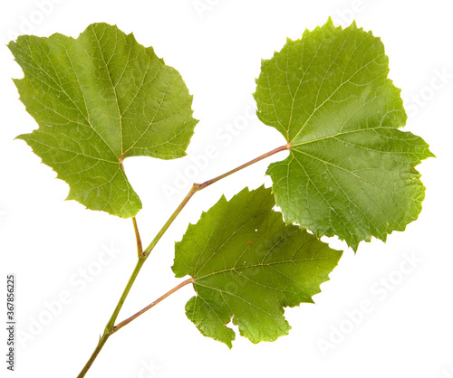 green vine leaves on white background
