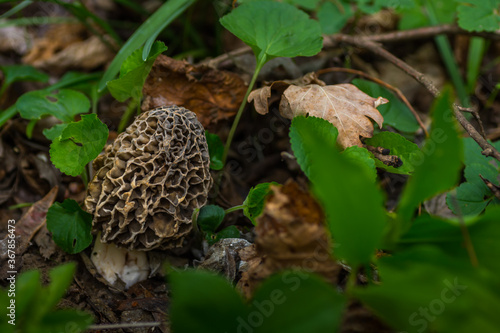 mushroom morel and leaves in the forest in spring