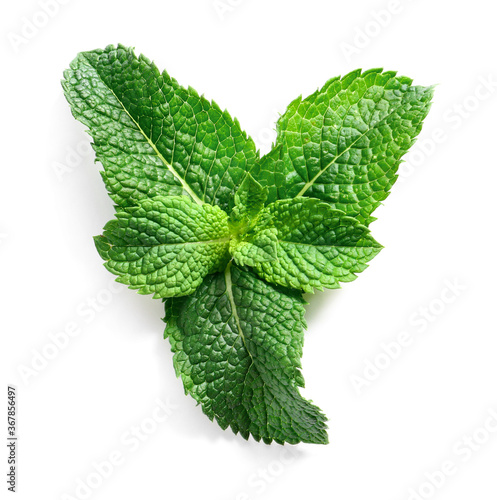 Fresh green mint on white background