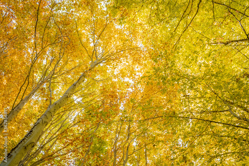 Majestic trees with golden leaves. A scenic autumn landscape with pleasant warm sunshine. Fantasy dreamy Forest. Fall colors in Conangles, Pyreenes, Spain, Majestic trees with golden leaves. A scenic autumn landscape with pleasant warm sunshine. Fantasy dreamy Forest. Fall colors in Conangles, Pyreenes, Spain,