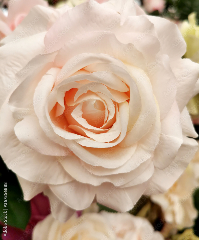 Close up of artificial white rose flowers, floral background. Photo of beautiful fake plastic rose buds Close up of artificial white rose flowers, floral background. Photo of beautiful fake plastic rose buds