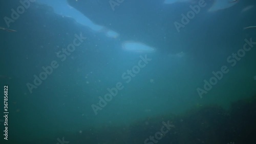 Mediterranean Sand Eel (Gymnammodytes cicerellus) in their natural habitat. Fish Black Sea. photo