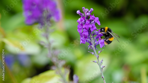 Fototapeta Naklejka Na Ścianę i Meble -  Bee collecting Pollen on purple flower banner