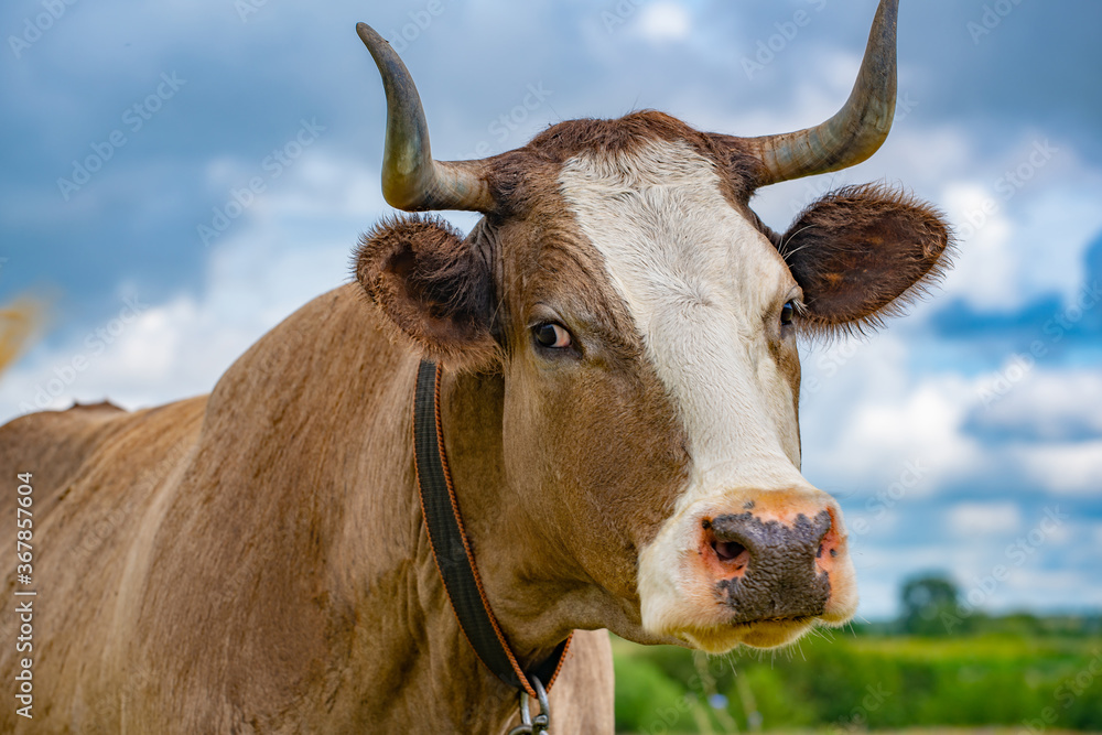 portrait of a horned cow on a cloudy sky background, close-up, selective focus portrait of a horned cow on a cloudy sky background, close-up, selective focus