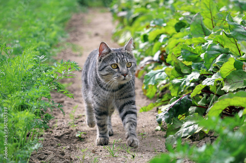 beautiful tabby cat walking in the garden © Class of '78