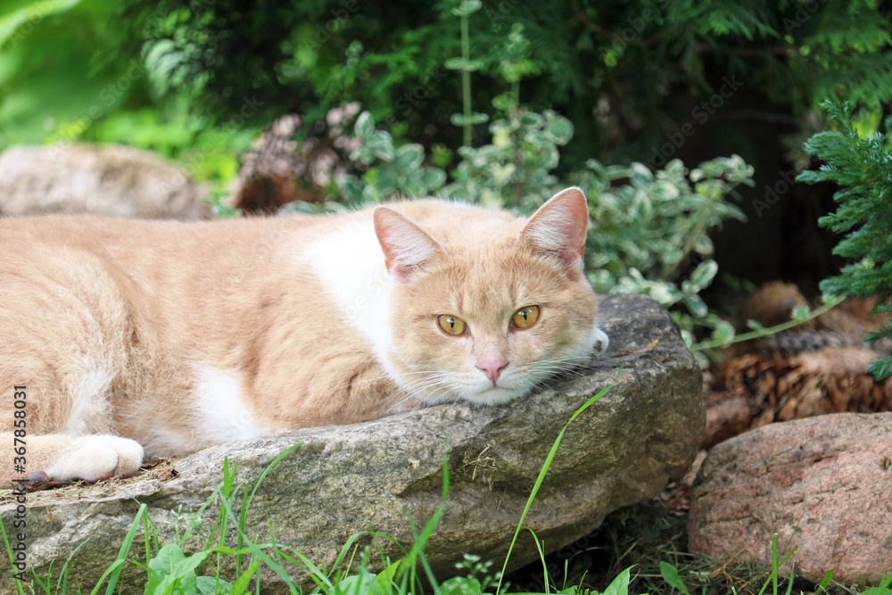 ginger cat lies on a stone in the garden