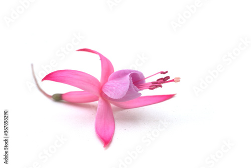 Closeup of pink flower of fuchsia blossom on white background
