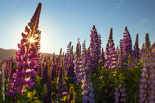 Lupinenfeld beim Lake Takepo / Lake Pukaki - Church of good Sheaperd