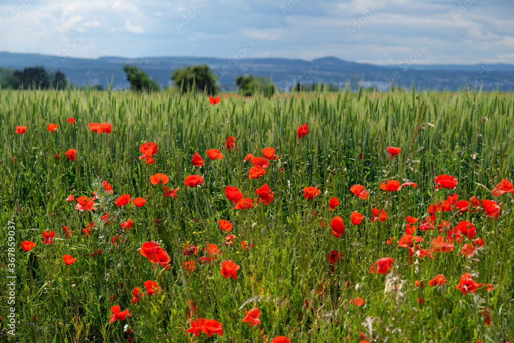 Corn field and red poppies and uplands in Germany in the background - Stockphoto