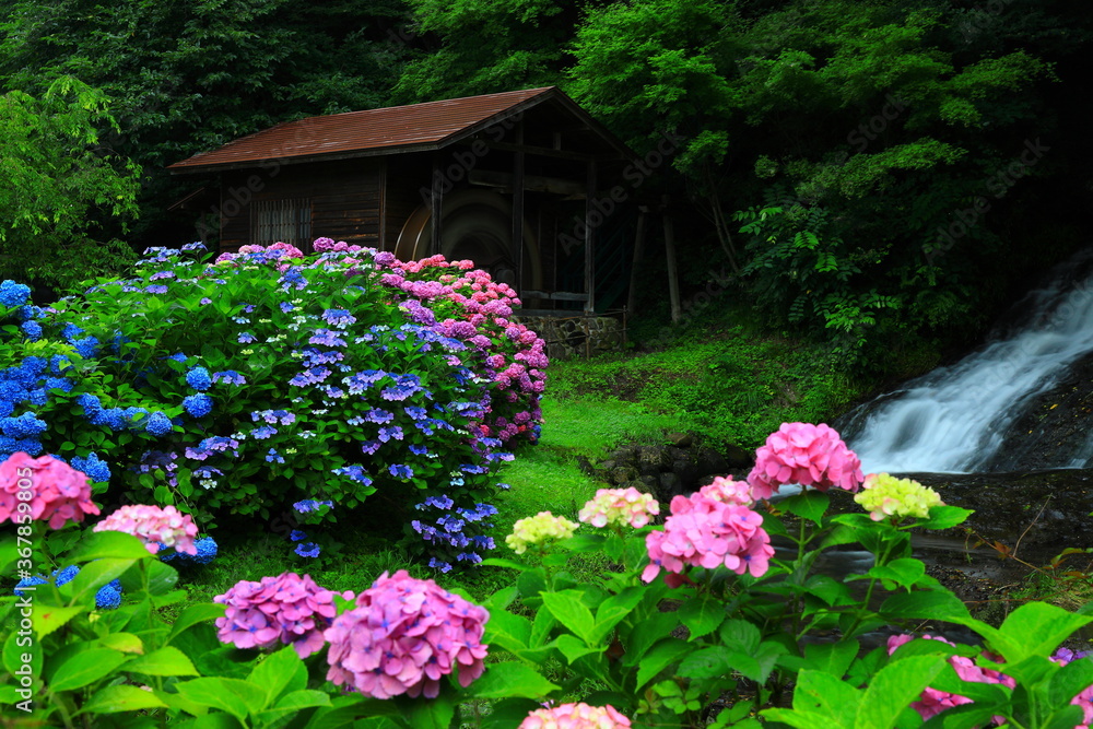 Fototapeta premium 水車小屋と紫陽花