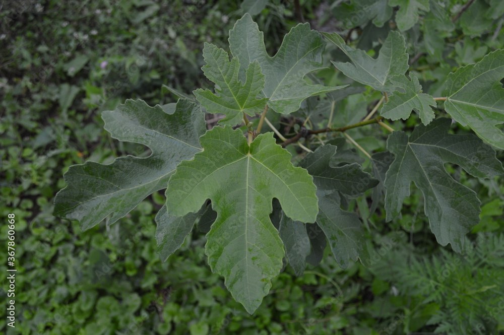 Fig tree branches (Ficus carica) with leaves Fig tree branches (Ficus carica) with leaves