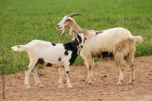 Fototapeta Naklejka Na Ścianę i Meble -  Rural scenic. Goat and lamb in the farm.