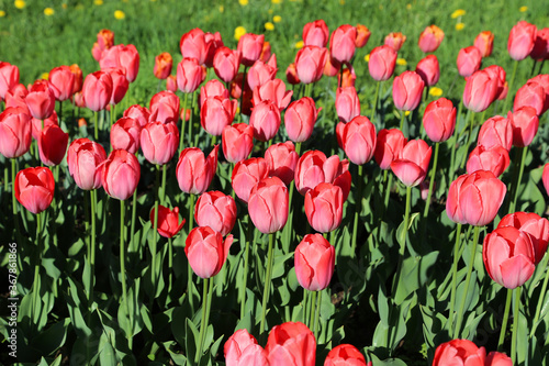 Beautiful red-pink tulips lit by the sun