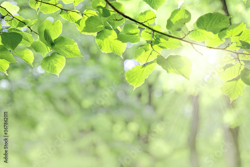 green leaves and sun background,