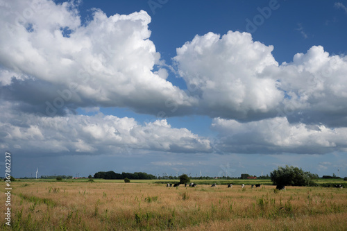 Ostfriesische Landschaft bei Dornumersiel in Niedersachsen mit Grasland und Kühen und Windrädern und blauem Himmel mit weißen Wolken im Juni 2020 - Stockfoto
