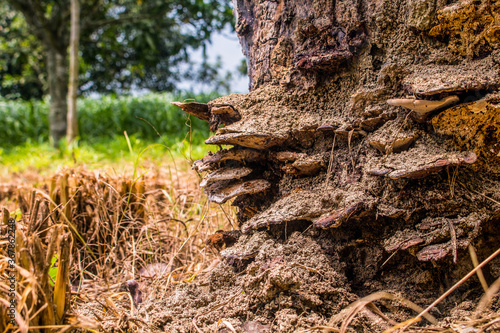 Old wooden fungus abstracts 1