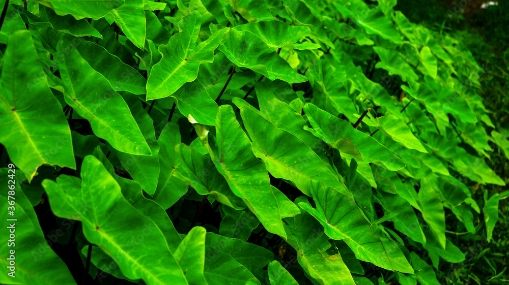 Kachupata or Colocasia Esculenta 2 Kachupata or Colocasia Esculenta 2