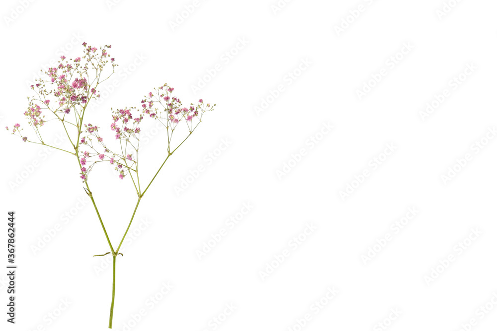 pink petal flower isolated on white background pink petal flower isolated on white background