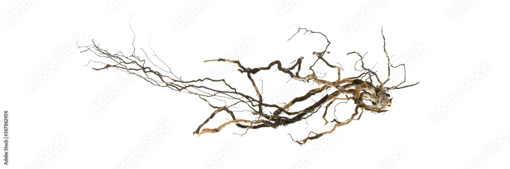 Root of tree isolated