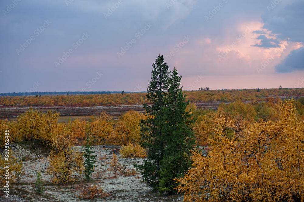 Beautiful panoramic landscape of forest-tundra, Autumn in the tundra. Yellow and red spruce branches in autumn colors on the moss background. Dynamic light. Tundra, Russia.