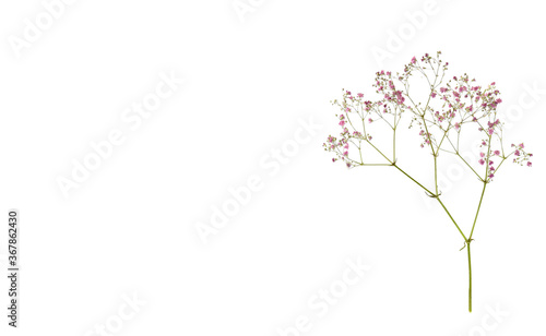 Pink petal flowers isolated on white background